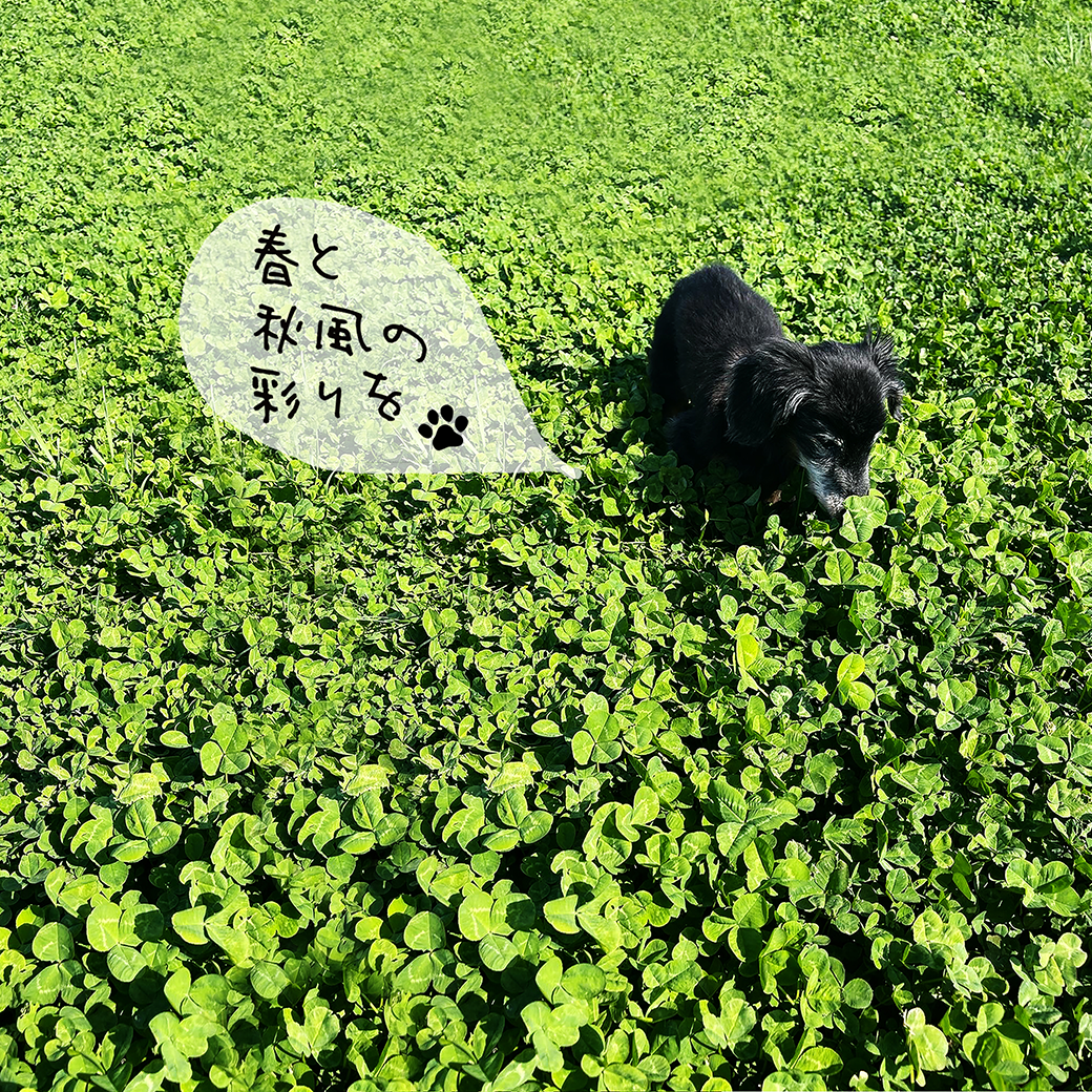 YUKI / 佑樹の楽曲 春と秋風の彩りを ジャケット画像